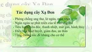tác dụng xạ đen