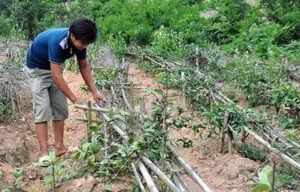 mô hình trồng ba kích tại quảng ninh