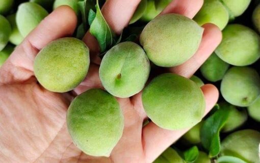 quả mơ lông