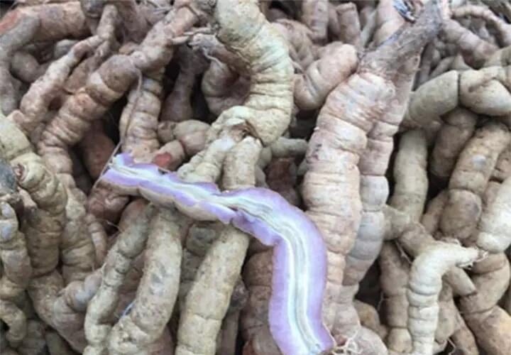 Thịt củ ba kích tím tươi