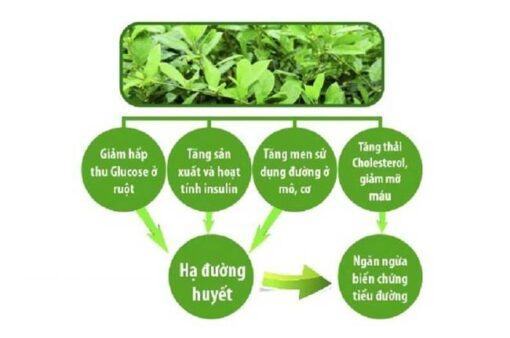 Tác Dụng Của Dây Thìa Canh