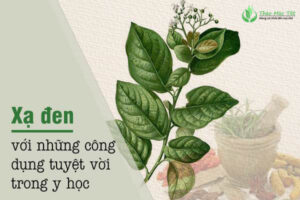 lá xạ đen có tác dụng gì