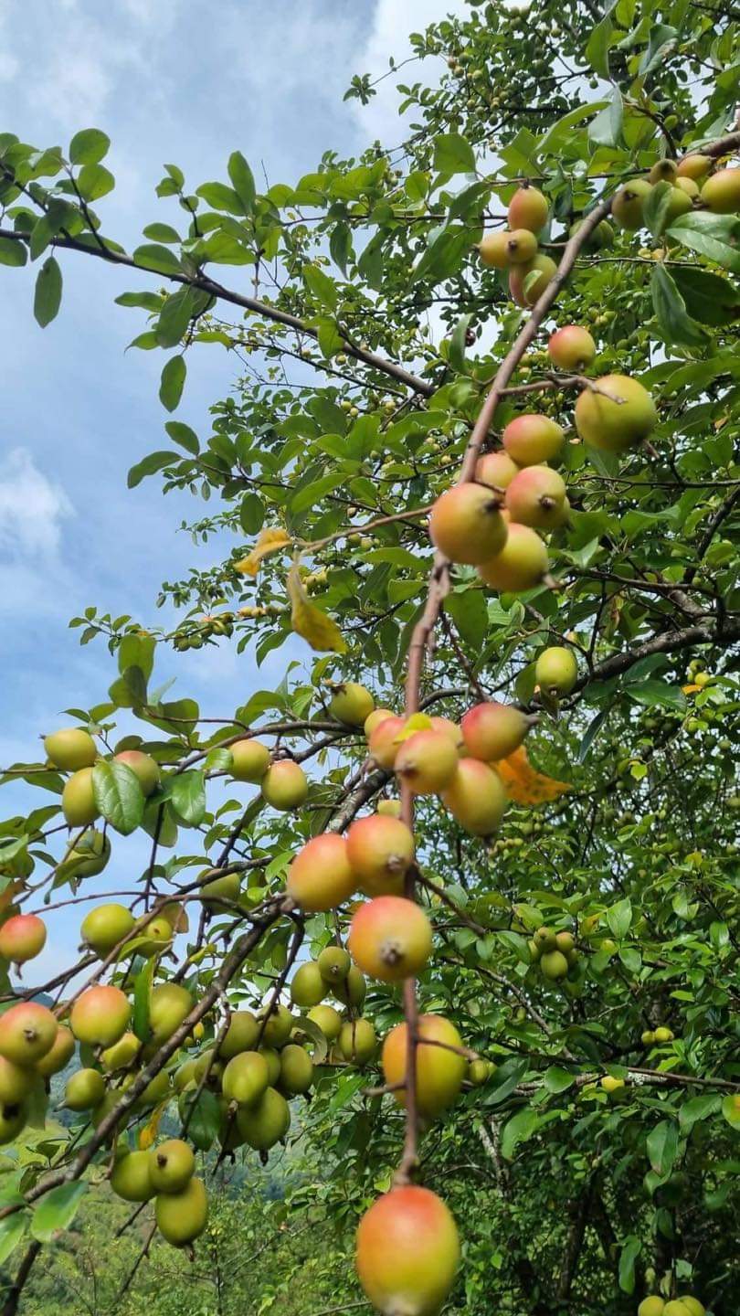 Cây Táo (Khuyết Danh Sưu Tầm) — Bức Tranh Vân Cẩu