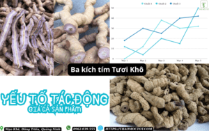Yếu tố tác động giá ba kích tím