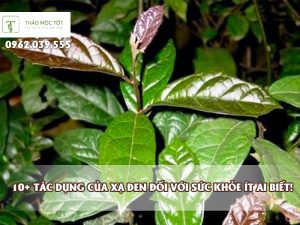 Tác dụng của xạ đen