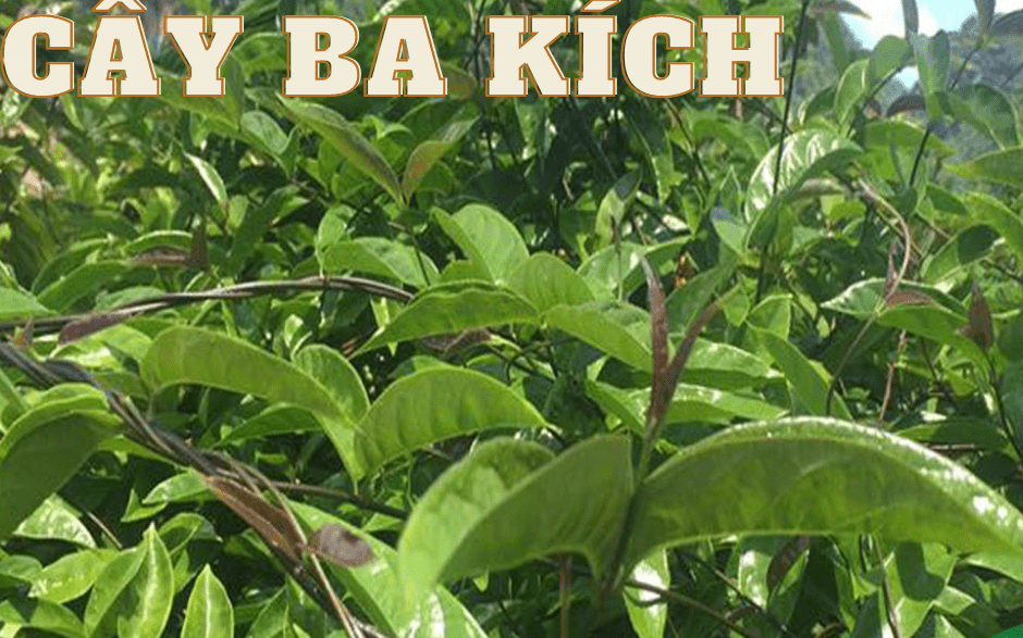 Cây ba kích tím loại thực vật mang tới kinh tế và nhiều lợi ích cho đời sống sức khoẻ